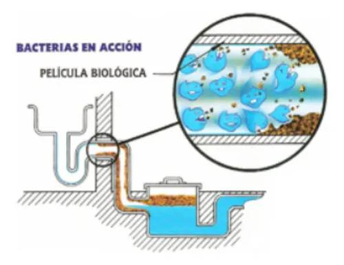 Destapa Cañerías Bacteria DBX-100 5 L | Ecológico y Biodegradable - Image 3